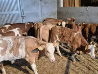 Bulle, Simmental cattle — Foto 5