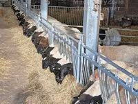 Widder, Dorper sheep — Foto 5