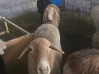 Schaf, Tian-Shan semifinewool sheep — Foto 2