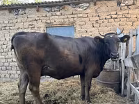 Vaca, Swiss cattle — foto 2