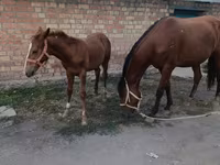 Kısrak, Thoroughbred horse — foto 2