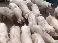 Boar, Pigs — photo 3