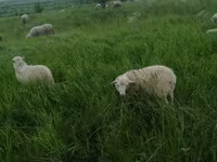 Widder, Edilbay sheep — Foto 5