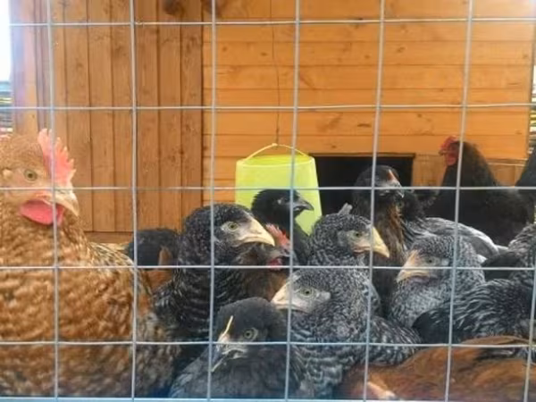 Dominant