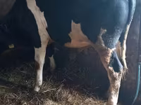 Bull, Holstein breed — photo 3