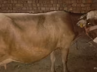 Vaca, Ukrainian Brown Dairy Cattle — foto 1
