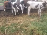 公牛, Cattle — 照片 3