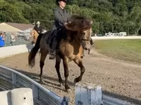 Aygır, Rocky Mountain Horse — foto 4