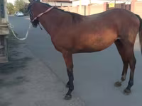 فرس, Anglo-Arabian — الصورة 3