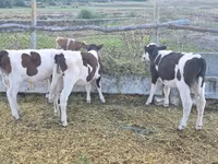 Boğa, Sığır — foto 1