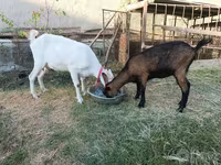 Ziege, Saanen goat — Foto 2