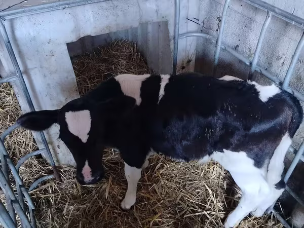 Bulle, Holstein-Rasse — Polen