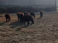 Boğa, Sığır — foto 1