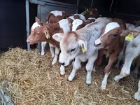 Bulle, Simmental cattle — Foto 3
