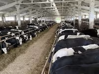 İnek, Yaroslavl cattle — foto 4