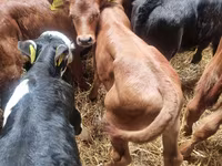Bulle, Limousin-Kuh — Foto 4