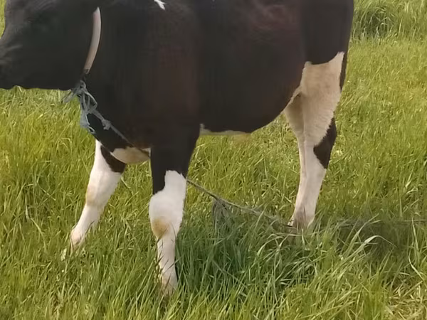 Bulle, Holstein-Rasse