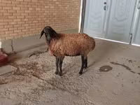 كبش, الأغنام — الصورة 4
