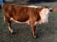 Bulle, Swiss cattle — Foto 4