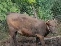 Vaca, Ganado vacuno — foto 2