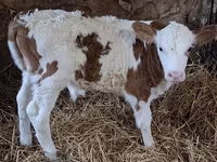 Bulle, Simmental cattle — Foto 3