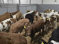 Bulle, Rinder — Foto 3