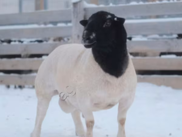 Widder, Dorper sheep