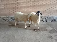 Billy Goat, Goats — photo 2