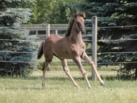 Aygır, Rocky Mountain Horse — foto 4