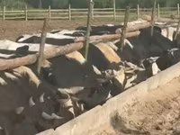 公牛, Yaroslavl cattle — 照片 3