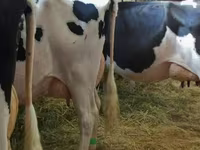 Kuh, Swiss cattle — Foto 2