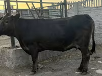 Vaca, Ganado vacuno — foto 2