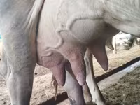 母牛, Swiss cattle — 照片 1
