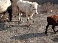 Boğa, Sığır — foto 3