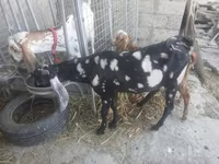 Ziegenbock, Beetal goats — Foto 8