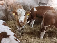 ثور, Simmental cattle — الصورة 5