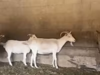 Ziege, Pomellata goat — Foto 1