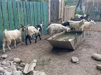 Ziegenbock, Pomellata goat — Foto 7