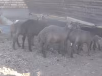 Koç, Arabi sheep — foto 3