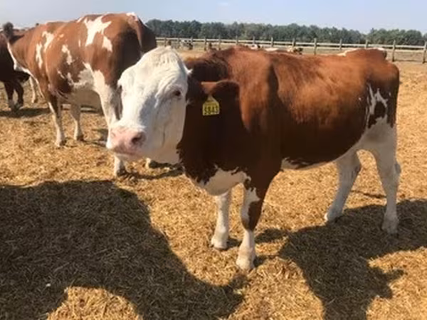 Race Holstein