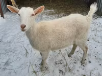 Ziege, Saanen goat — Foto 1
