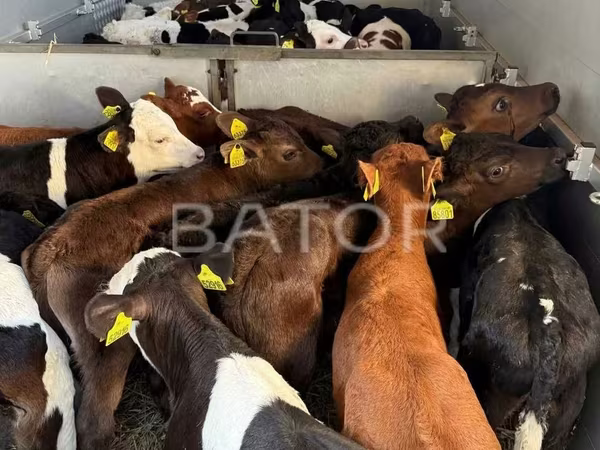 Byk, Simmental cattle
