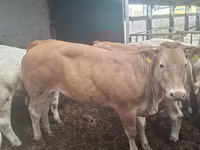 بقرة, Blonde d’Aquitane cattle — الصورة 4