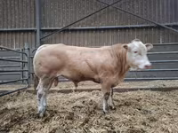 Boğa, Blonde d’Aquitane cattle — foto 2