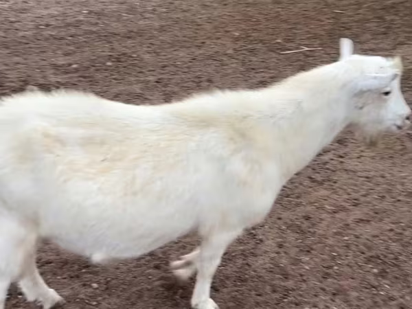 Oğlak, Saanen goat