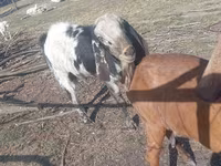 公山羊, Nubian Goat — 照片 2