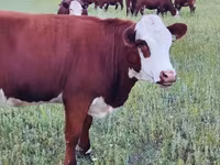 Cow, Hereford — photo 6