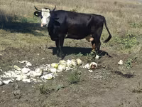 Cow, Cattle — photo 2