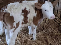 Bulle, Simmental cattle — Foto 4