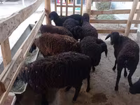 Koyun, Tajik sheep — foto 2